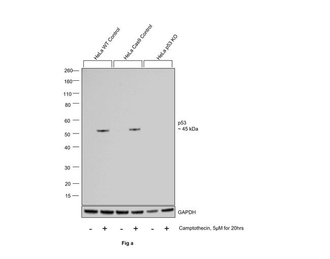 p53 Antibody in Western Blot (WB)