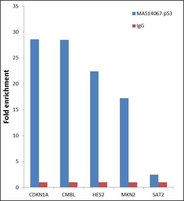 p53 Antibody