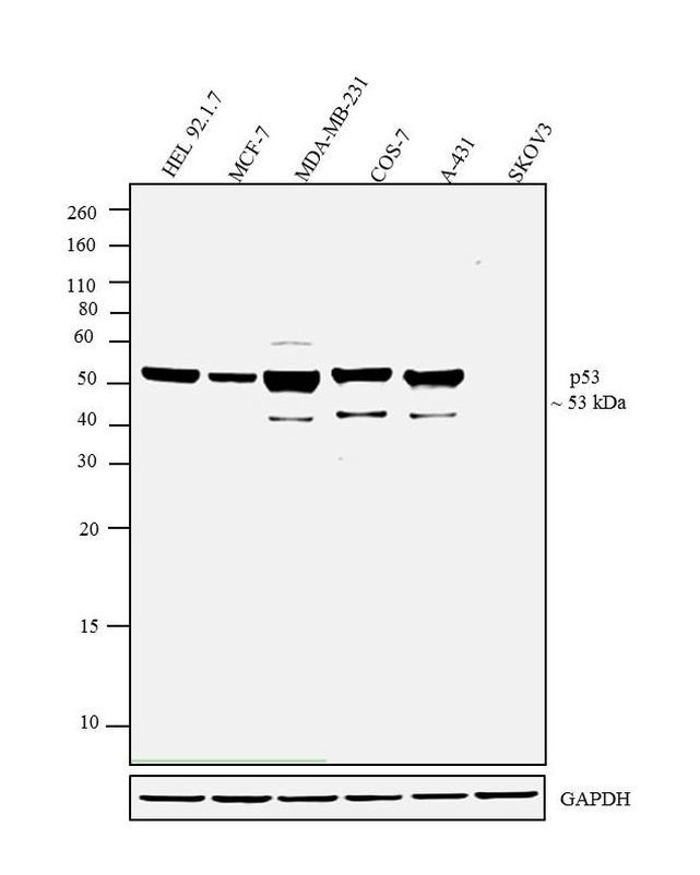 p53 Antibody