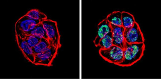 p53 Antibody in Immunocytochemistry (ICC/IF)