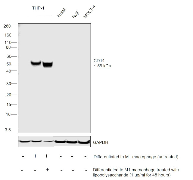 CD14 Antibody in Western Blot (WB)