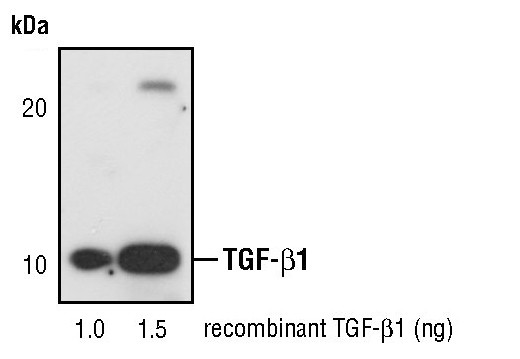 TGF beta-1 Antibody in Western Blot (WB)