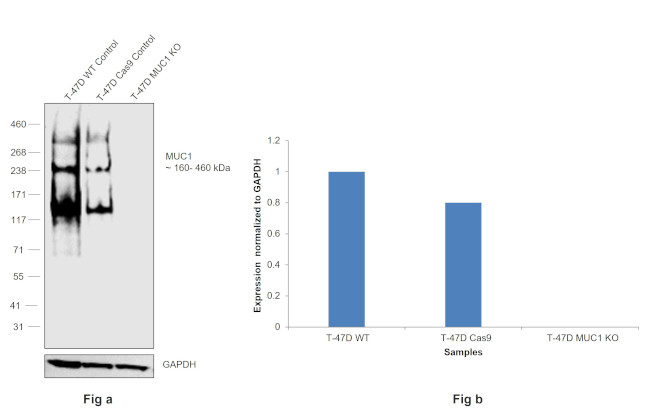 MUC1 Antibody in Western Blot (WB)