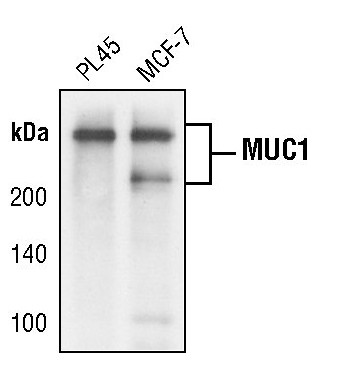 MUC1 Antibody in Western Blot (WB)