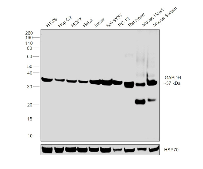 GAPDH Loading Control Antibody in Western Blot (WB)