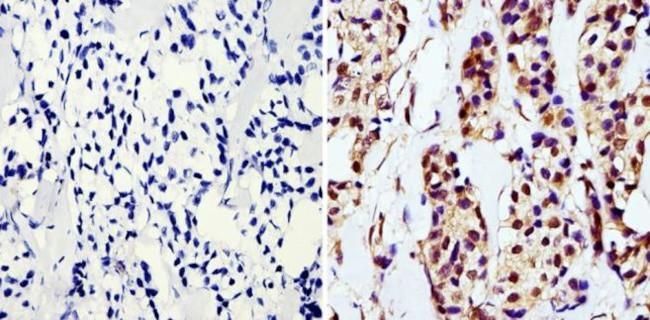 GAPDH Loading Control Antibody in Immunohistochemistry (Paraffin) (IHC (P))