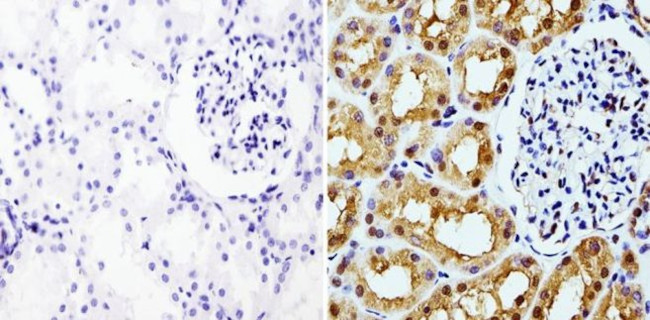 GAPDH Loading Control Antibody in Immunohistochemistry (Paraffin) (IHC (P))