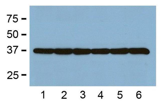 GAPDH Loading Control Antibody in Western Blot (WB)