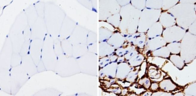 beta Actin Loading Control Antibody in Immunohistochemistry (Paraffin) (IHC (P))