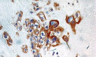 TNFAIP3 Antibody in Immunohistochemistry (Paraffin) (IHC (P))