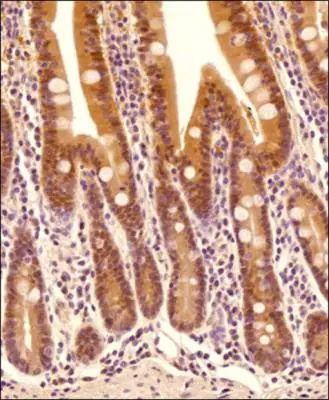 Caspase 1 Antibody in Immunohistochemistry (Paraffin) (IHC (P))