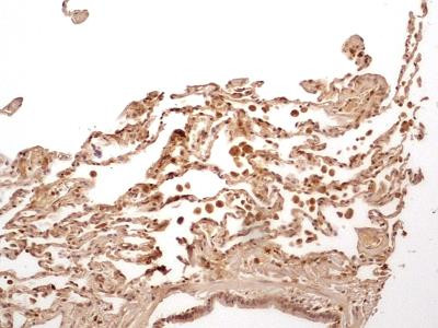 Caspase 1 Antibody in Immunohistochemistry (Paraffin) (IHC (P))