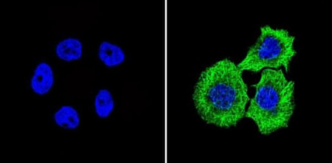 beta Tubulin Loading Control Antibody in Immunocytochemistry (ICC/IF)