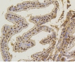 ASH2L Antibody in Immunohistochemistry (Paraffin) (IHC (P))