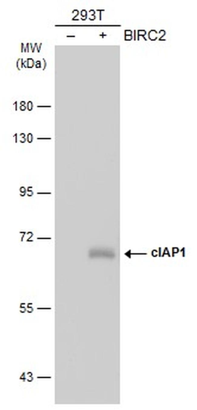 cIAP1 Antibody in Western Blot (WB)