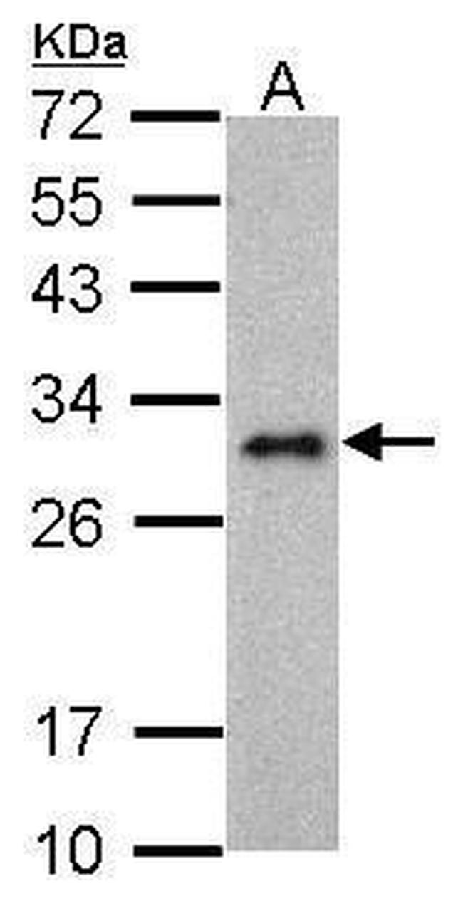 LIN28A Antibody in Western Blot (WB)