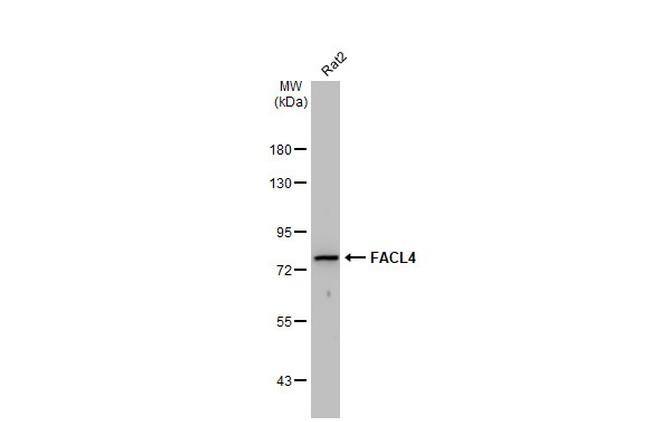 ACSL4 Antibody in Western Blot (WB)