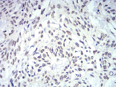 IL-28A Antibody in Immunohistochemistry (Paraffin) (IHC (P))