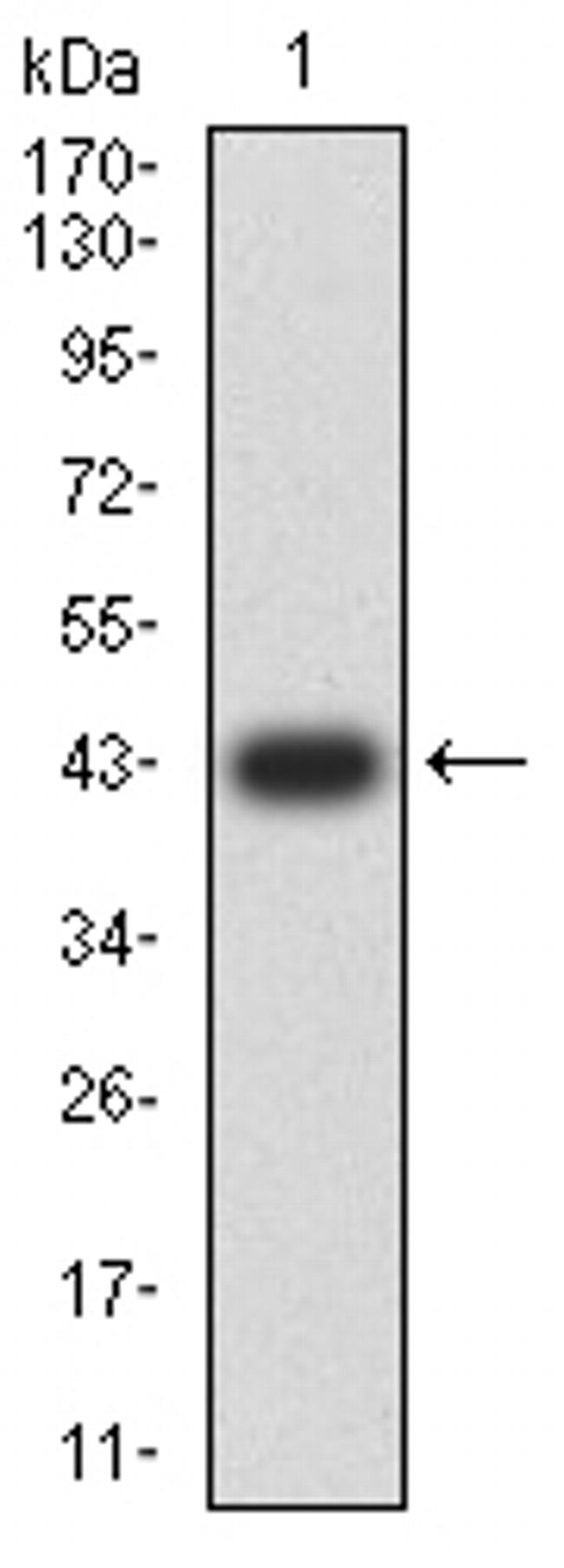 JNK3 Antibody in Western Blot (WB)