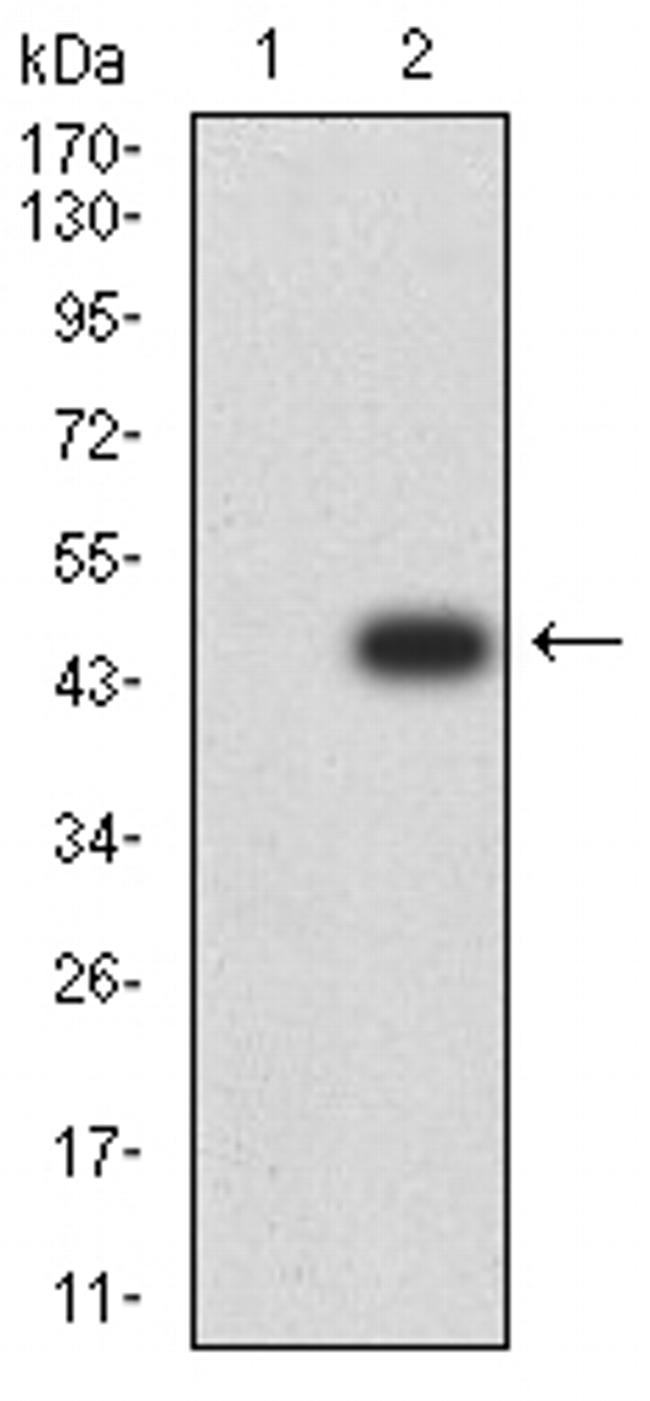 JNK3 Antibody in Western Blot (WB)