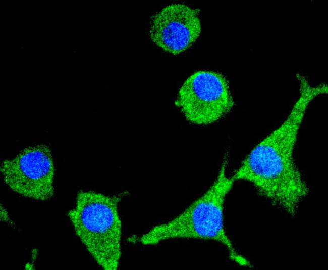 SIRT1 Antibody in Immunocytochemistry (ICC/IF)