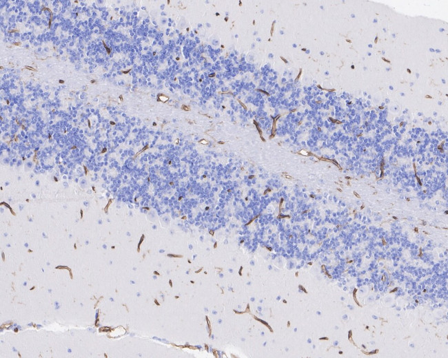 CD34 Antibody in Flow Cytometry (Flow)