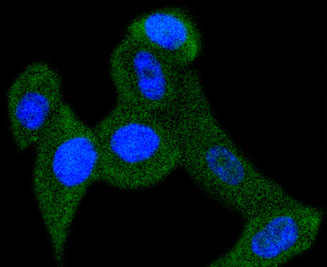 PEBP1 Antibody in Immunocytochemistry (ICC/IF)