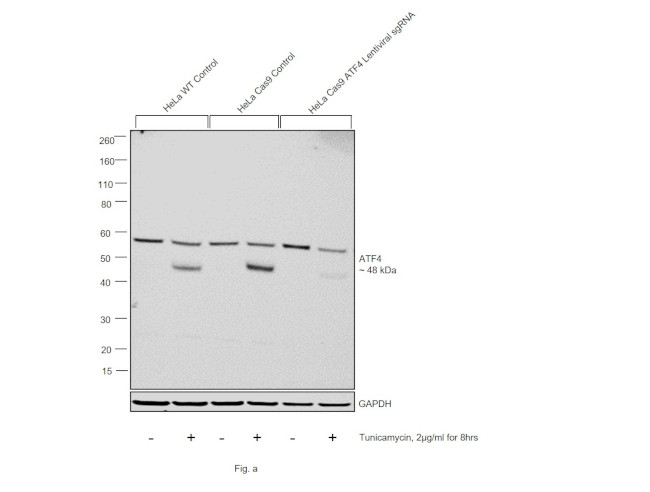 ATF4 Antibody