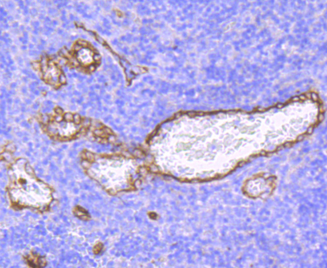 Claudin 5 Antibody in Immunohistochemistry (Paraffin) (IHC (P))