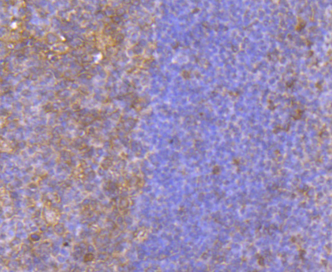 BID Antibody in Immunohistochemistry (Paraffin) (IHC (P))