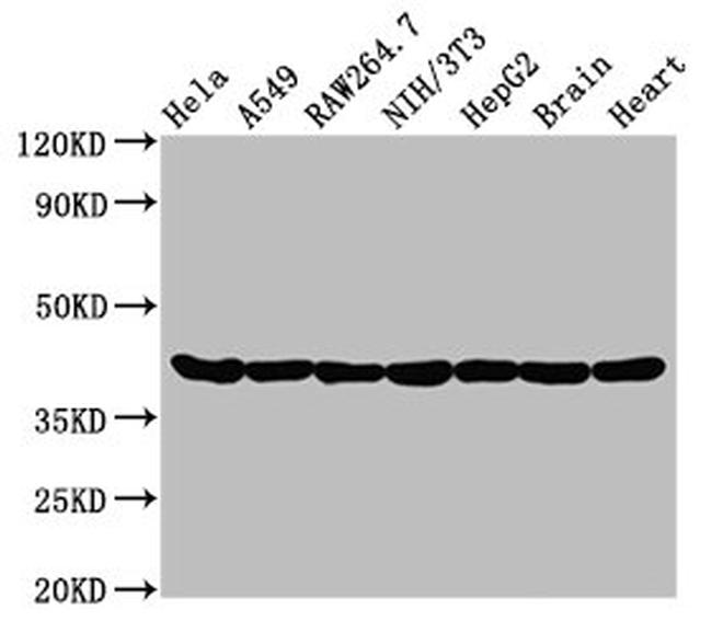 Actin Antibody in Western Blot (WB)