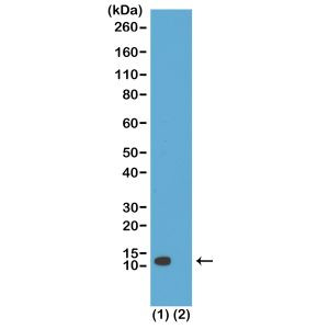 H4K20ac Antibody in Western Blot (WB)