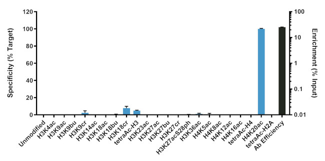 H4K20ac Antibody