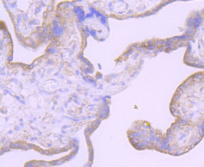 Furin Antibody in Immunohistochemistry (Paraffin) (IHC (P))