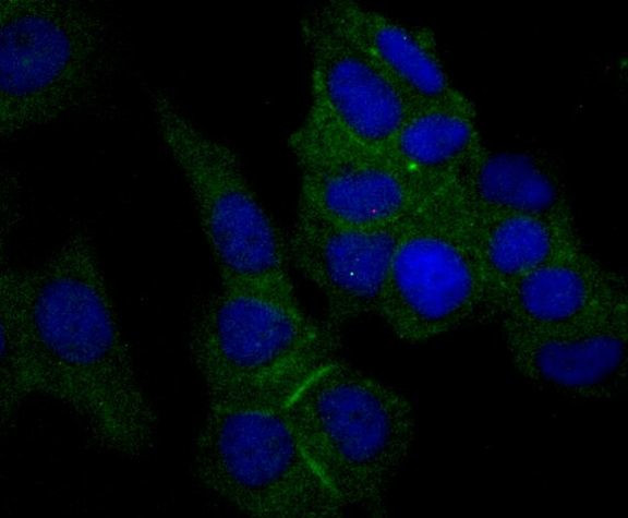 Nectin 2 Antibody in Immunocytochemistry (ICC/IF)