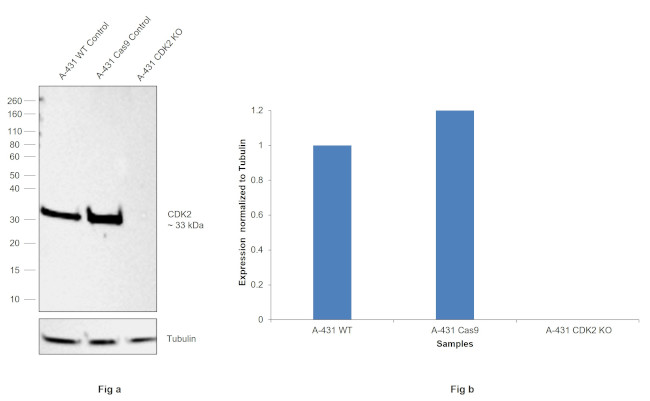 CDK2 Antibody in Western Blot (WB)