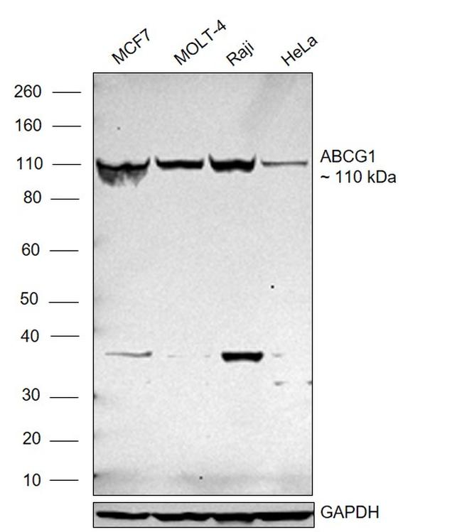 ABCG1 Antibody in Western Blot (WB)