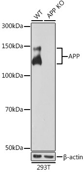 Amyloid Precursor Protein Antibody in Western Blot (WB)