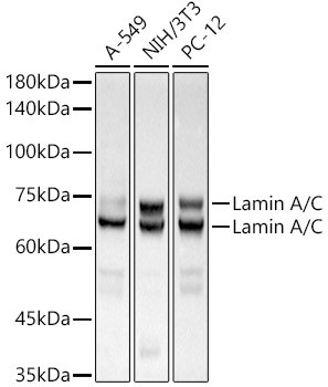 Lamin A/C Antibody in Western Blot (WB)