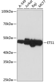 ETS1 Antibody in Western Blot (WB)