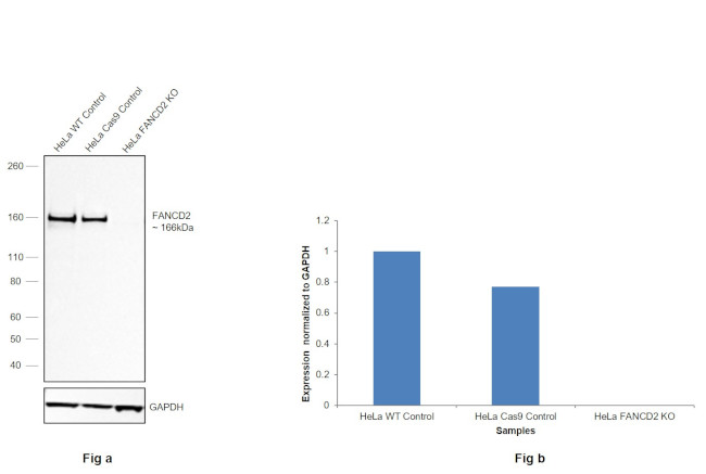 FANCD2 Antibody