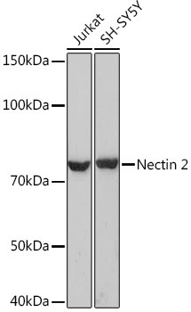 Nectin 2 Antibody in Western Blot (WB)