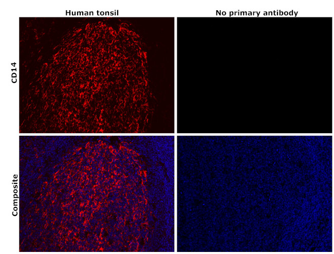 CD14 Antibody in Immunohistochemistry (Paraffin) (IHC (P))