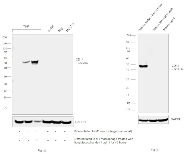 CD14 Antibody