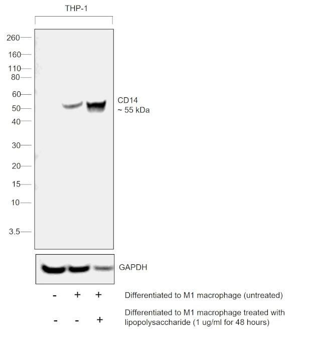 CD14 Antibody