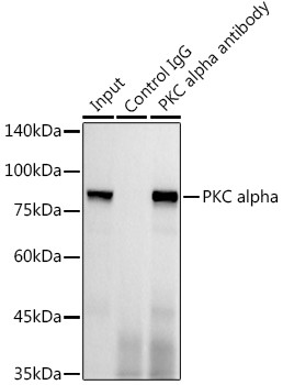 PKC alpha Antibody in Immunoprecipitation (IP)