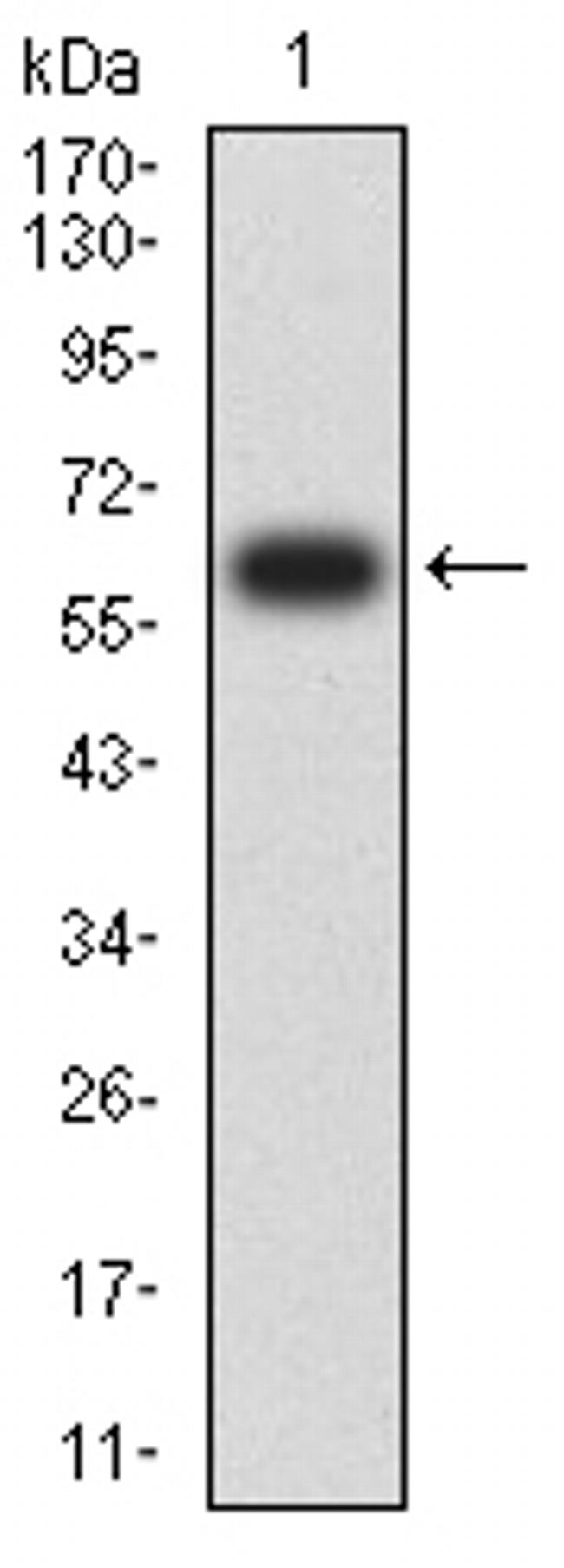 CD155 Antibody in Western Blot (WB)