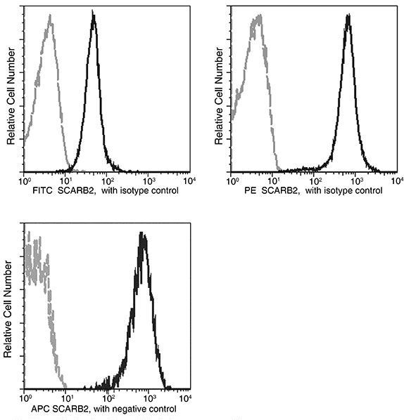 LIMP2 Antibody in Flow Cytometry (Flow)