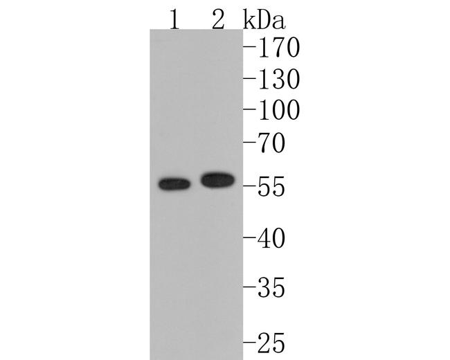 MMP13 Antibody in Western Blot (WB)