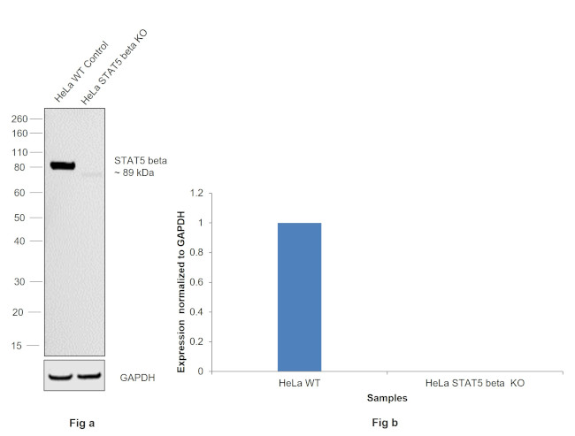 STAT5 beta Antibody in Western Blot (WB)